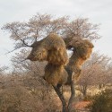 Baobaböl, organisch, kaltgepresst